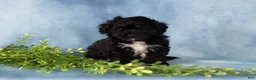 Mixed Breed dogs for sale: Missy - Ad 3