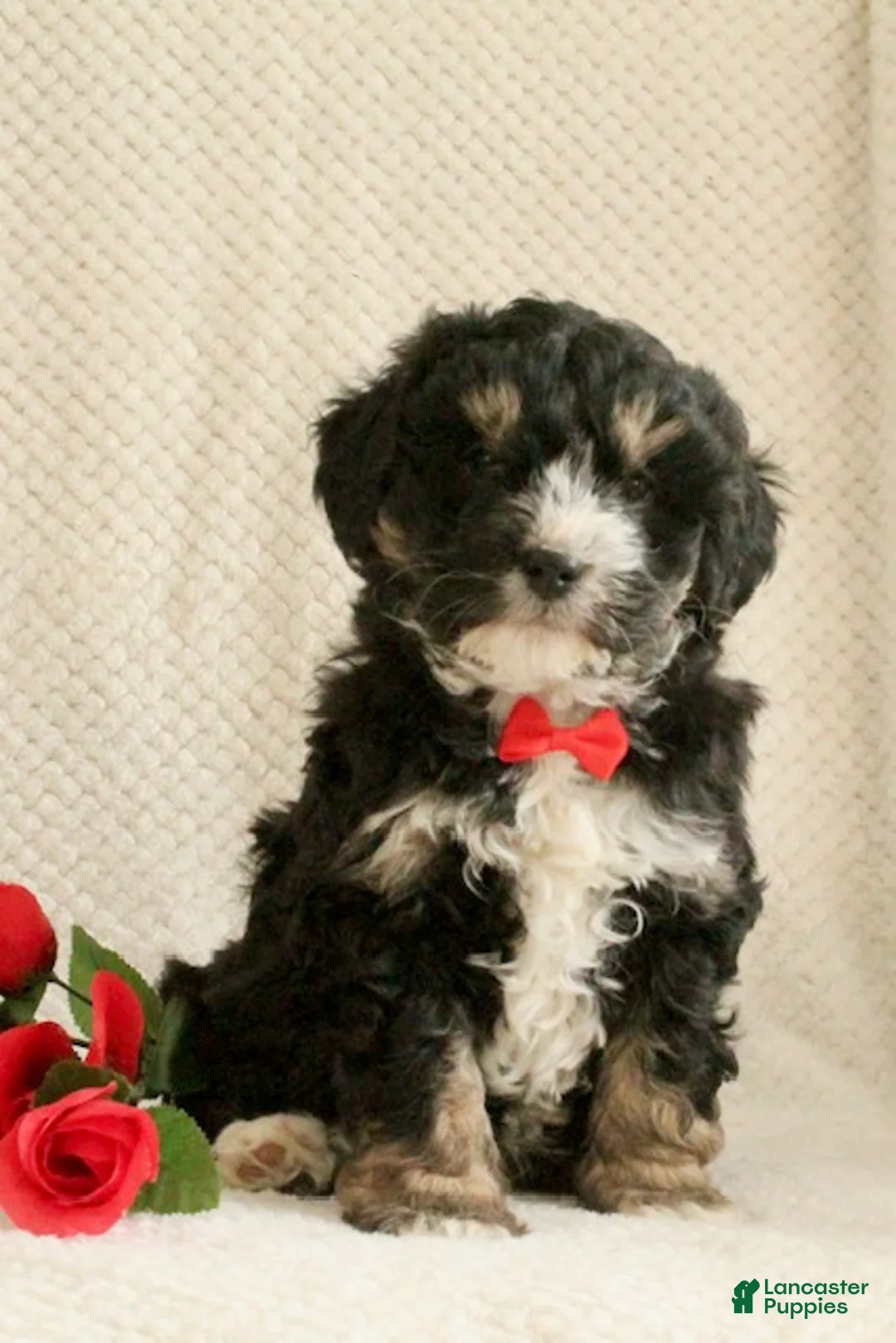 Mini Bernedoodle dogs for sale: Romeo - Ad 6