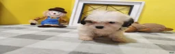 Teddy Bear dogs for sale: Curtis - Ad 16