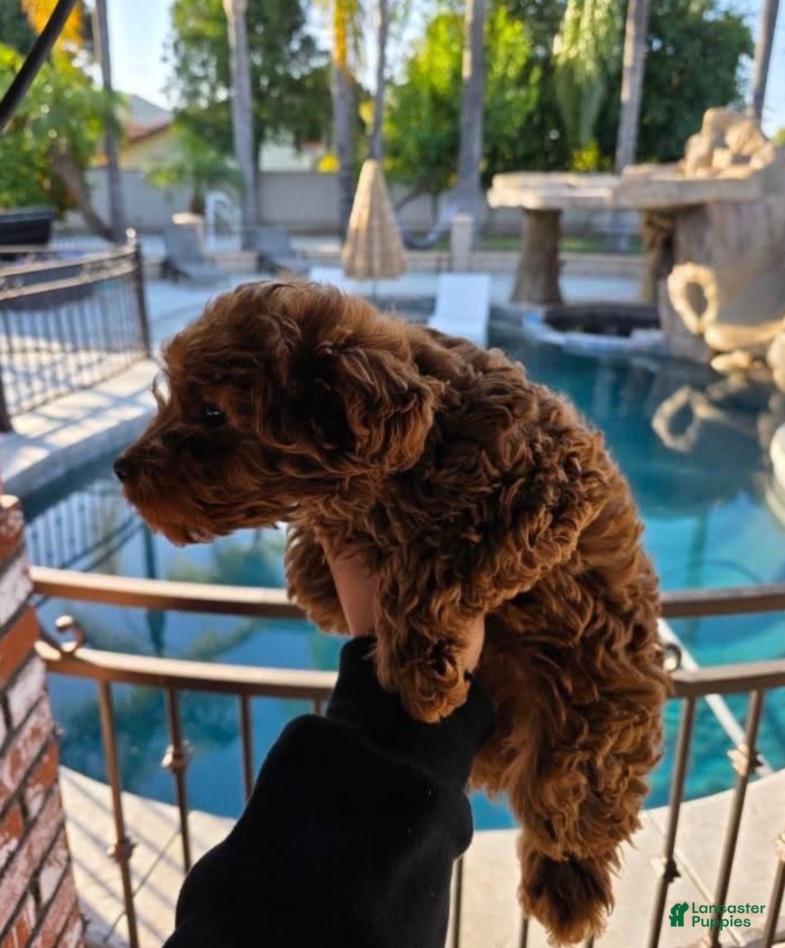 Mini Goldendoodle dogs Mini Goldendoodle Puppy 1 - Ad 2