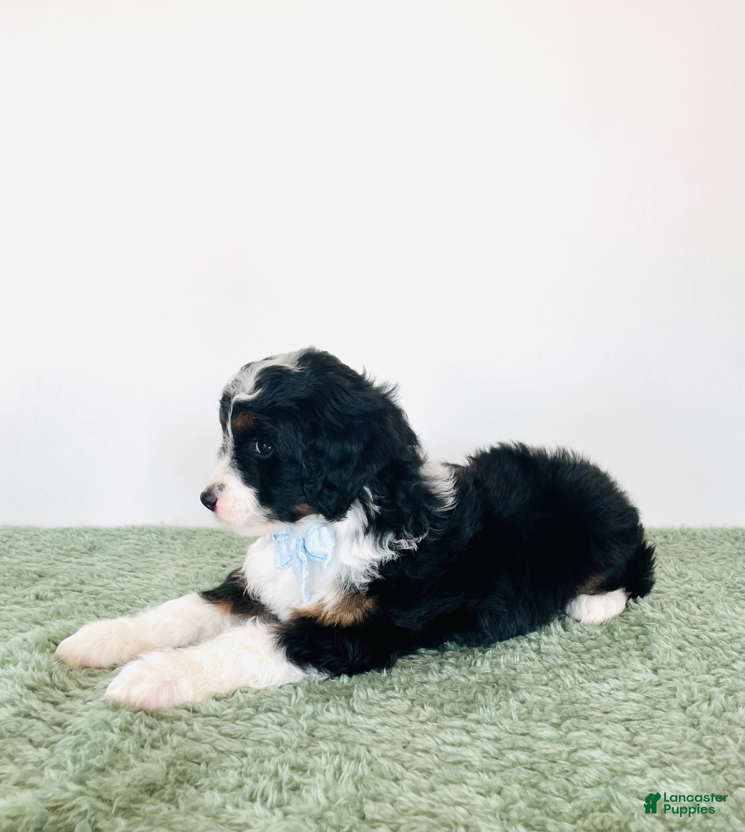 Mini Aussiedoodle dogs Max - Ad 2