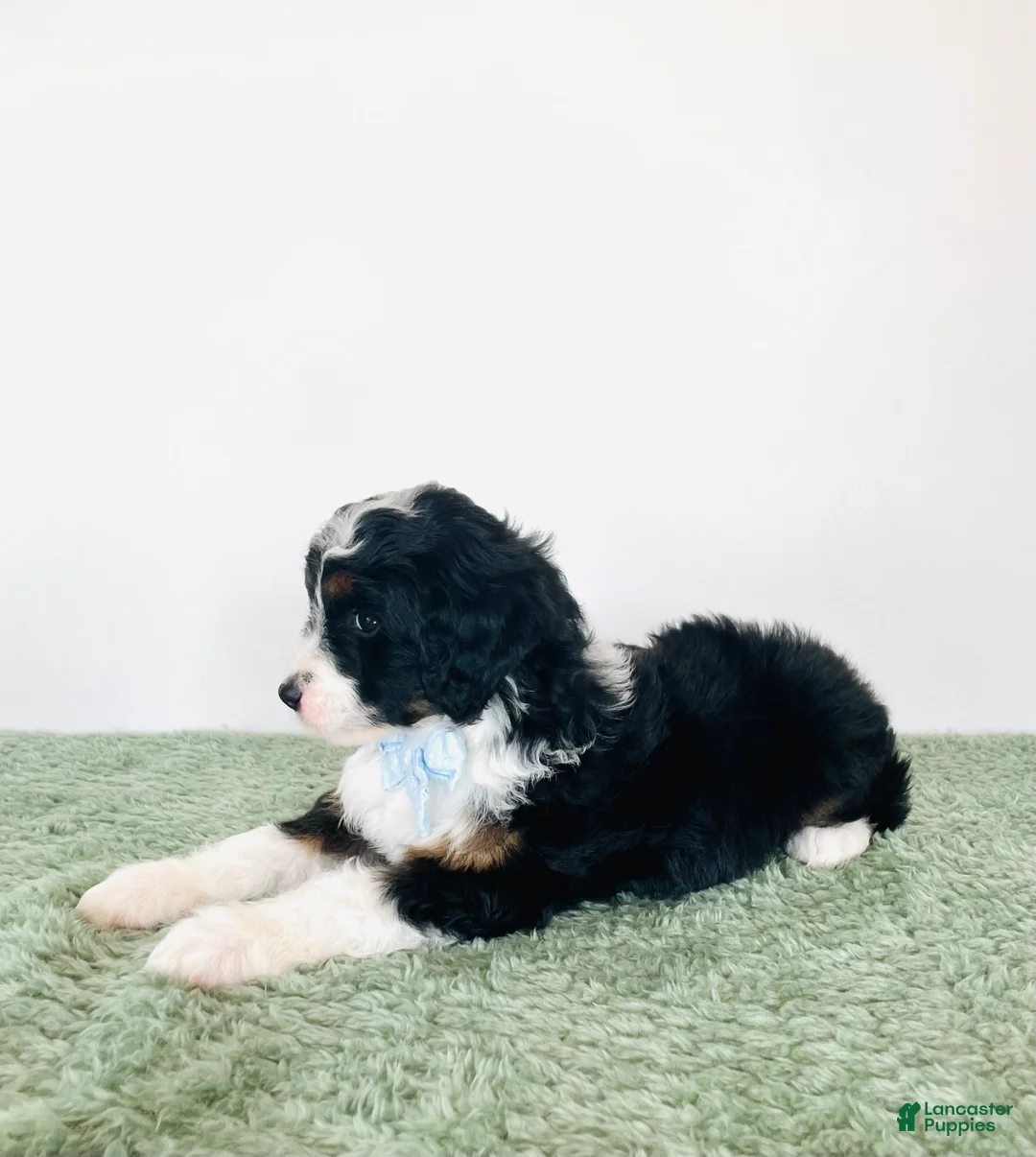 Mini Aussiedoodle dogs for sale: Max - Ad 2