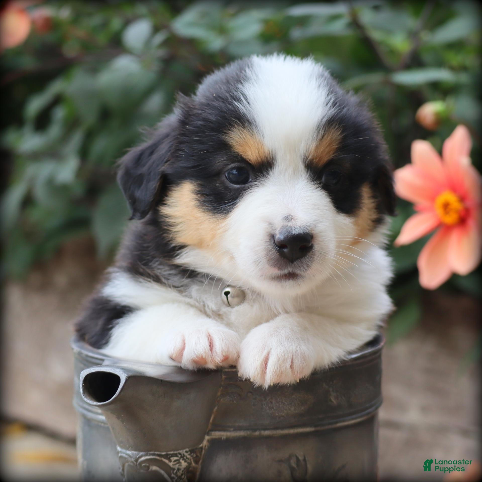 Miniature Australian Shepherd dogs Cello - Ad 1
