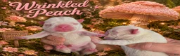 Pug dogs for sale: Wrinkled Peach - Ad 1