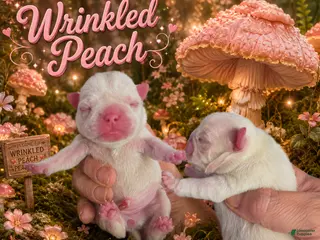 Pug dogs Wrinkled Peach - Ad 7