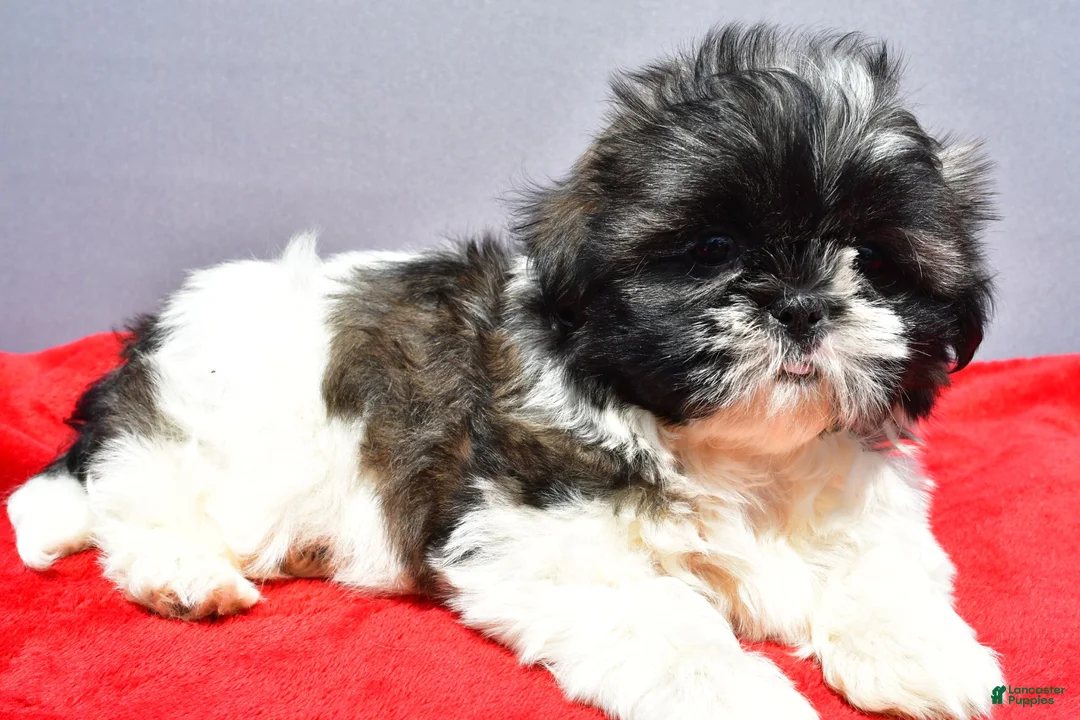 Shih Tzu dogs for sale: Mindy - Ad 2