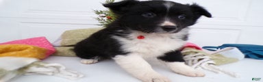 Border Collie Puppy 4 Scarlet