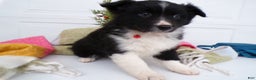 Border Collie dogs for sale: Border Collie Puppy 4 Scarlet - Ad 1