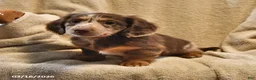Miniature Dachshund dogs for sale: Rusty - Ad 2