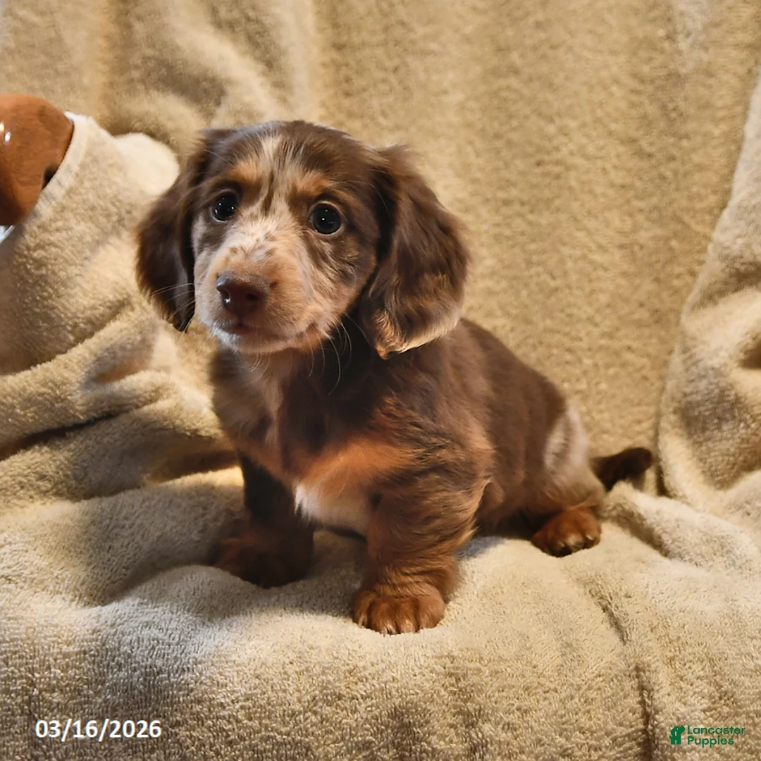 Miniature Dachshund dogs for sale: Rusty - Ad 2