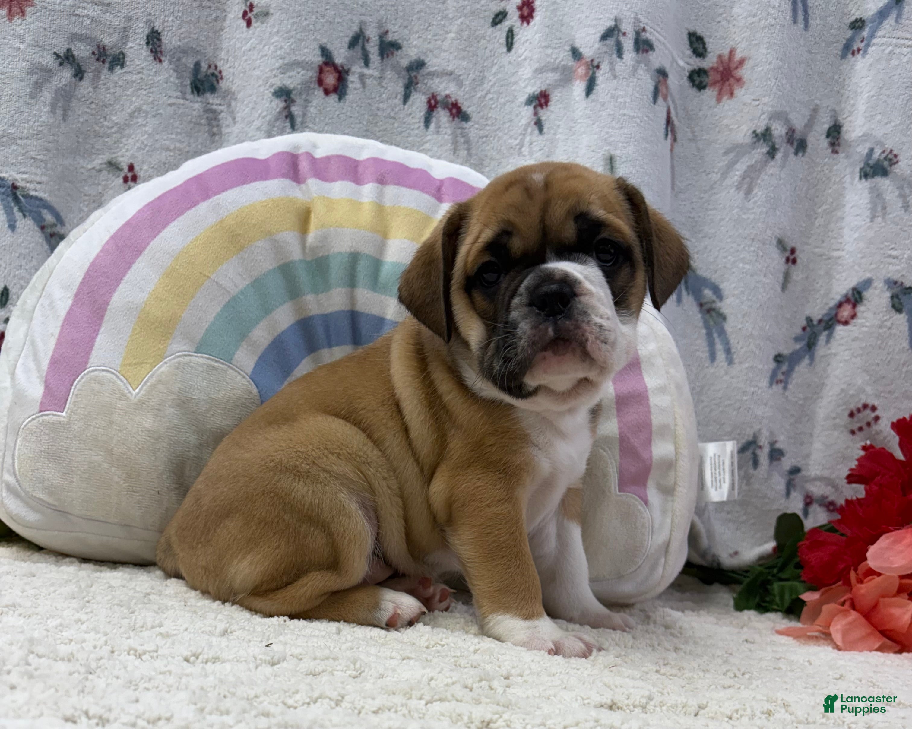 English Bulldog dogs Lena - Ad 1