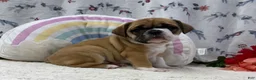 English Bulldog dogs for sale: Lena - Ad 1