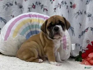 English Bulldog dogs for sale: Lena - Ad 2