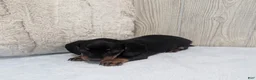 Miniature Dachshund dogs for sale: Silas - Ad 4