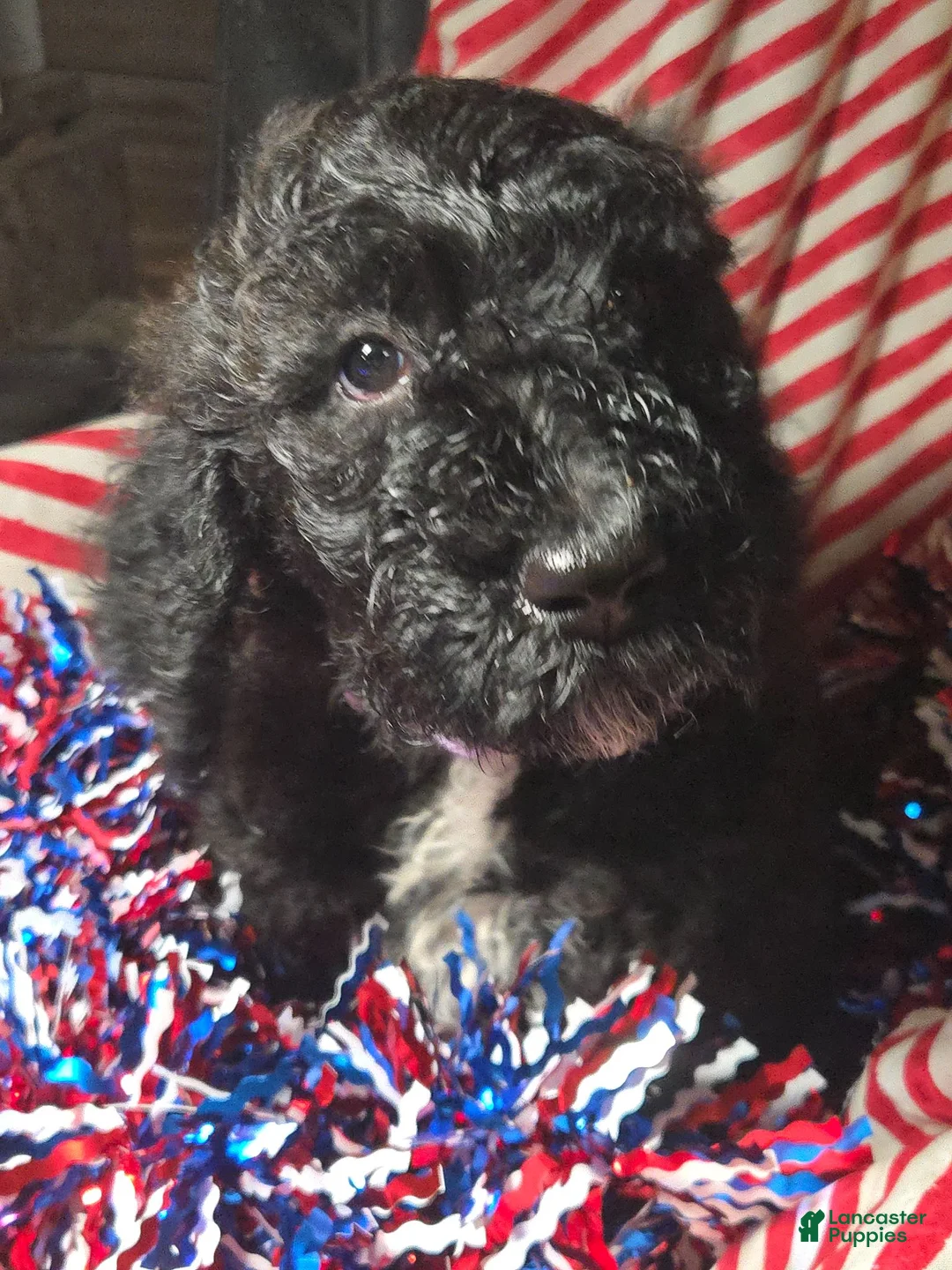 Standard Poodle dogs for sale: Dahlia - Ad 1