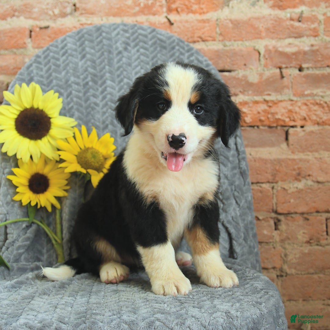 Shepherd Bernese Puppies For Sale German Shepherd Bernese Rottie