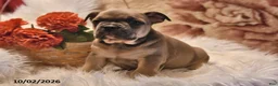 Frenchton dogs for sale: Peanut  - Ad 3