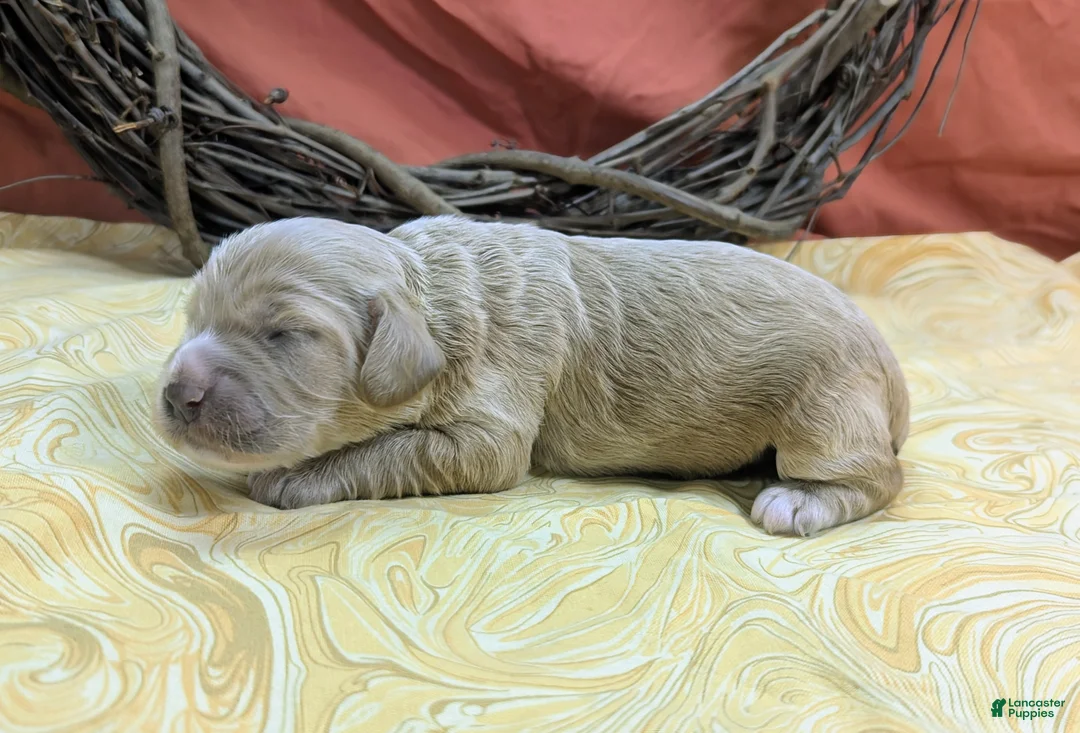 Cockapoo dogs for sale: Crysta - Ad 2