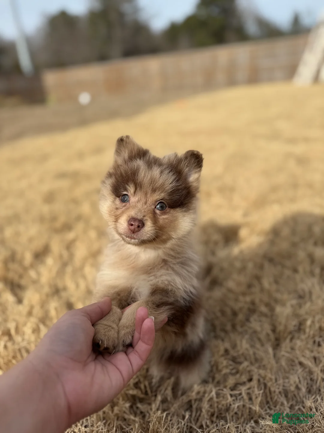 Mixed Breed dogs for sale: Nakoa - Ad 4