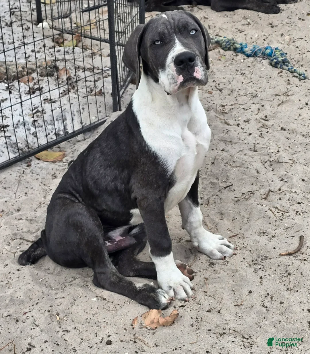 Cane Corso dogs for sale: Gunner - Ad 1