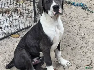 Cane Corso dogs for sale: Gunner - Ad 1