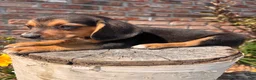 Beagle dogs for sale: Buck - Ad 5