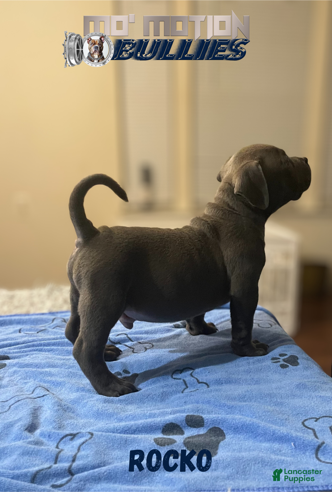 American Bully dogs for sale: Rocko - Ad 3