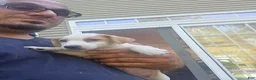 Jack Russell Terrier dogs for sale: Jack Russell Terrier 2 - Ad 16