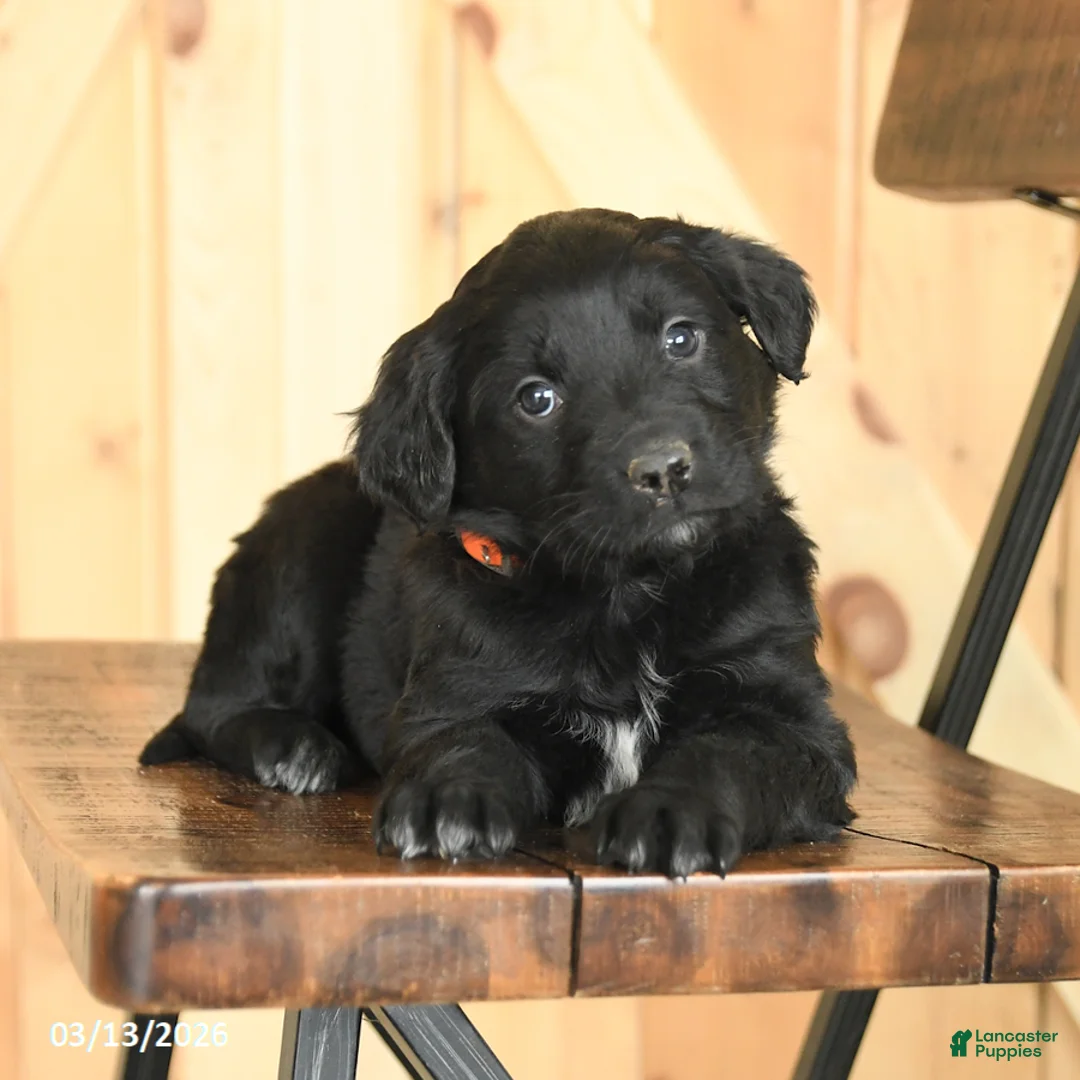 Mixed Breed dogs for sale: Ryan - Ad 5