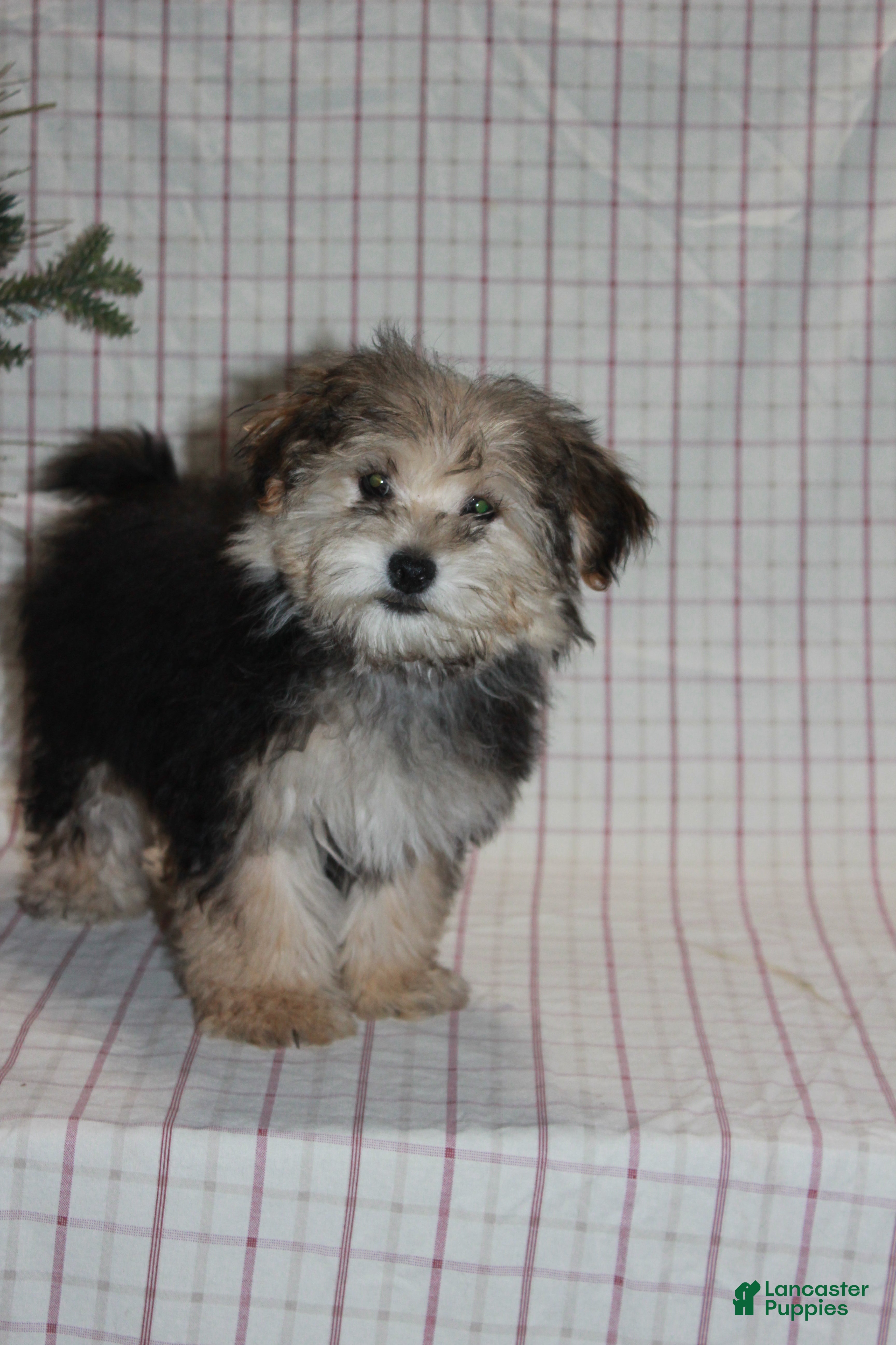 Yochon dogs Racal - Ad 23