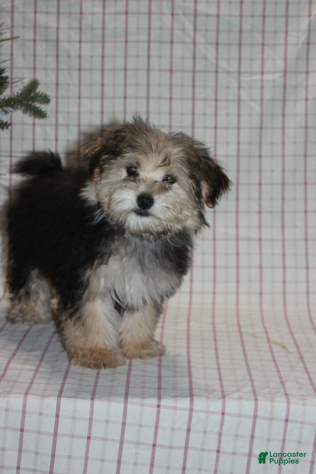 Yochon dogs for sale: Racal - Ad 1