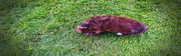 Havapoo dogs for sale: Diva - Ad 7