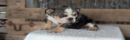 English Bulldog dogs for sale: Zane - Ad 3