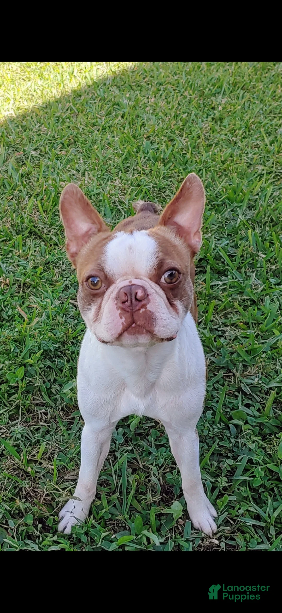 Boston Terrier dogs for stud: Winston - Ad 1