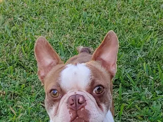 Boston Terrier dogs Winston - Ad 3