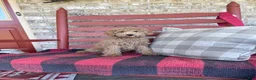 Mixed Breed dogs for sale: Myles - Ad 2