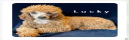 Maltipoo dogs for sale: Theo - Ad 2
