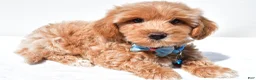 Maltipoo dogs for sale: Galen - Ad 5