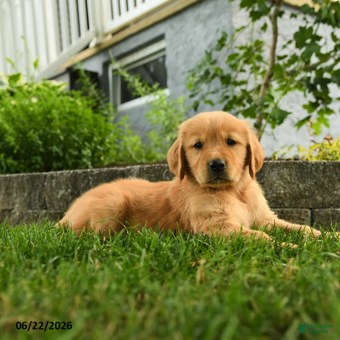 Golden Retriever dogs for sale: Patrick - Ad 3
