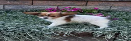 Papillon dogs for sale: Roxy  - Ad 2