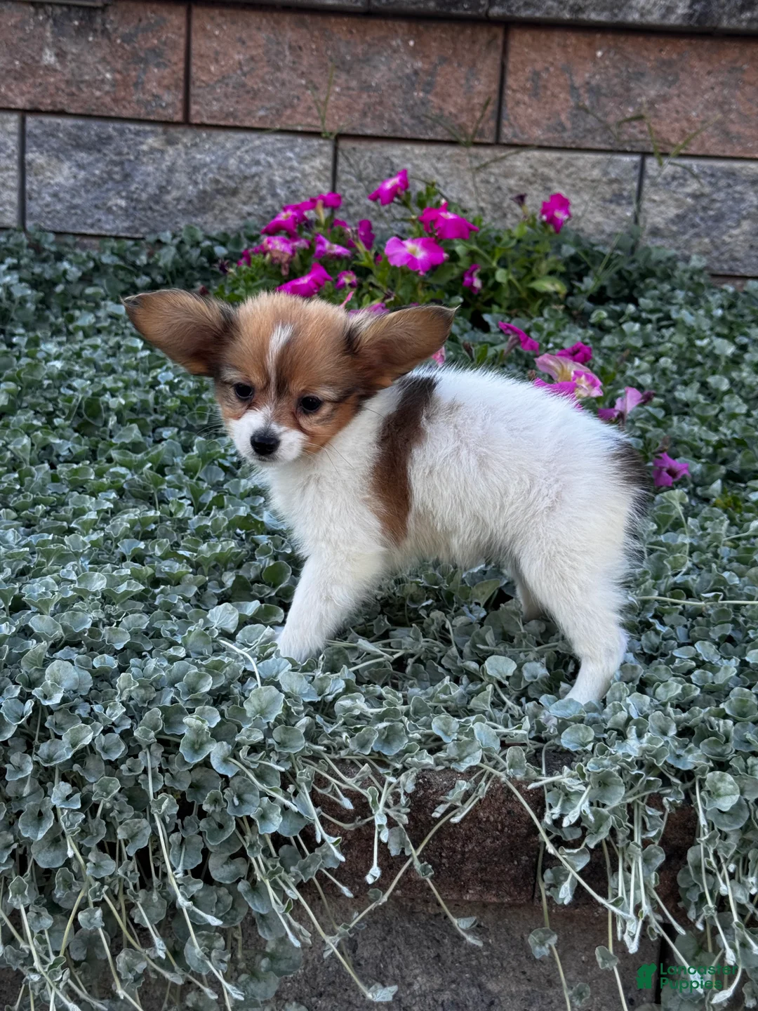 Papillon dogs for sale: Roxy  - Ad 2