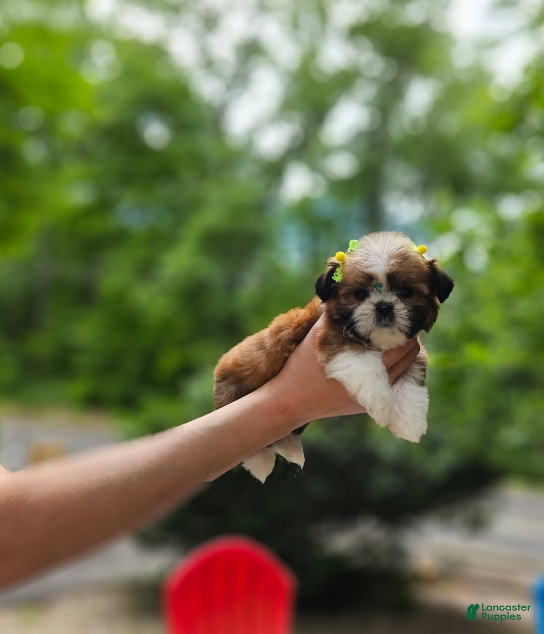 Shih Tzu dogs for sale: Shih Tzu Puppy 3 - Ad 3