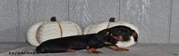 Miniature Dachshund dogs for sale: Theo - Ad 3