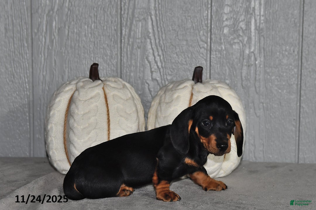 Miniature Dachshund dogs for sale: Theo - Ad 3