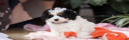 Cavapoo dogs for sale: Galen - Ad 5