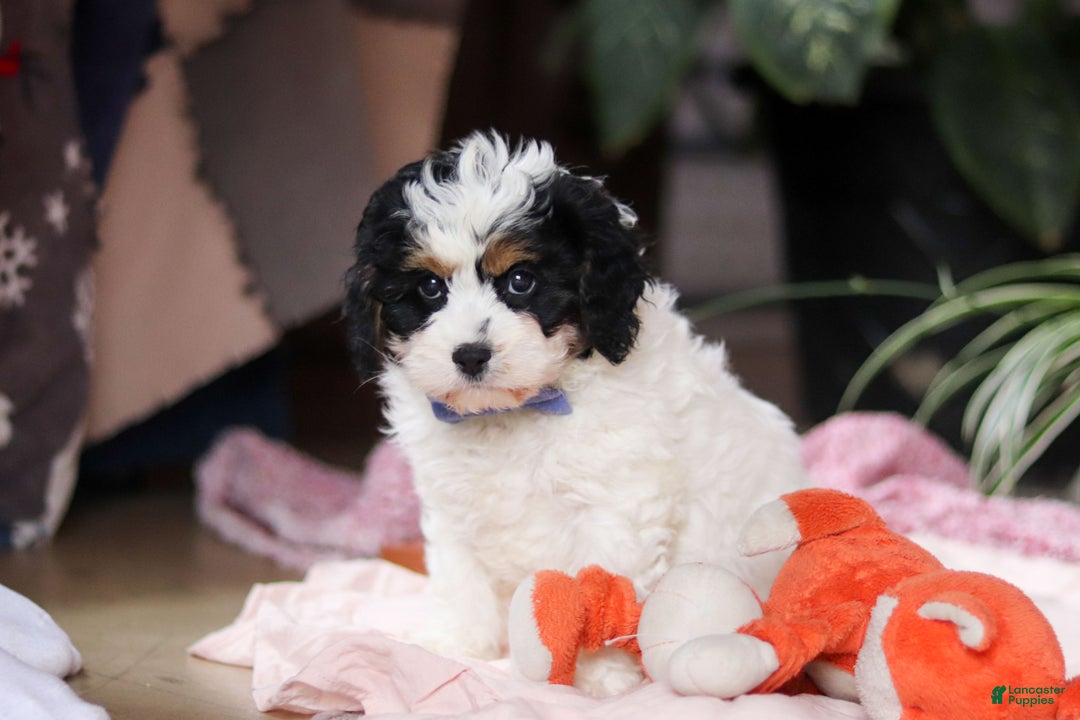 Cavapoo dogs for sale: Galen - Ad 5