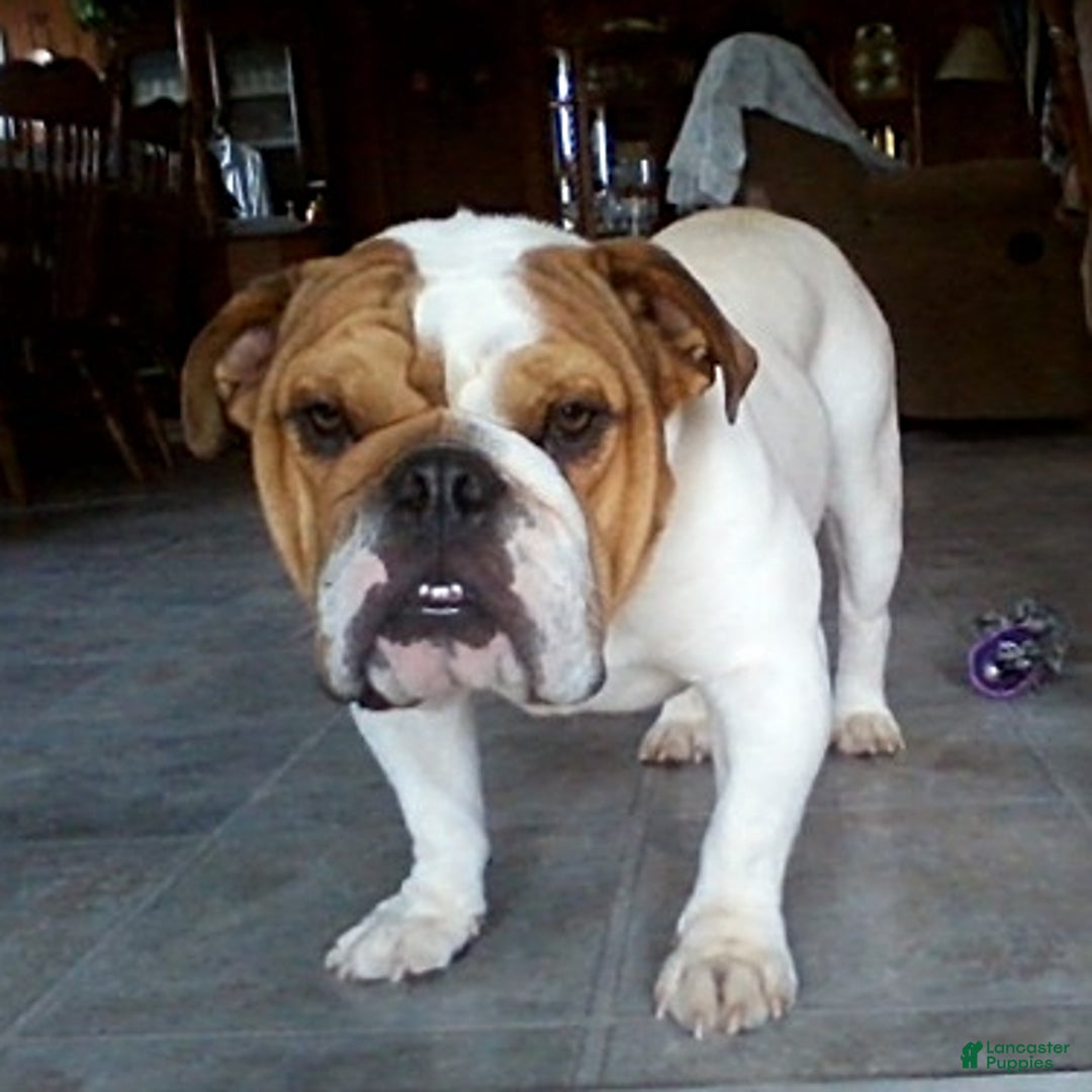 English Bulldog dogs for sale: Rayna - Ad 26