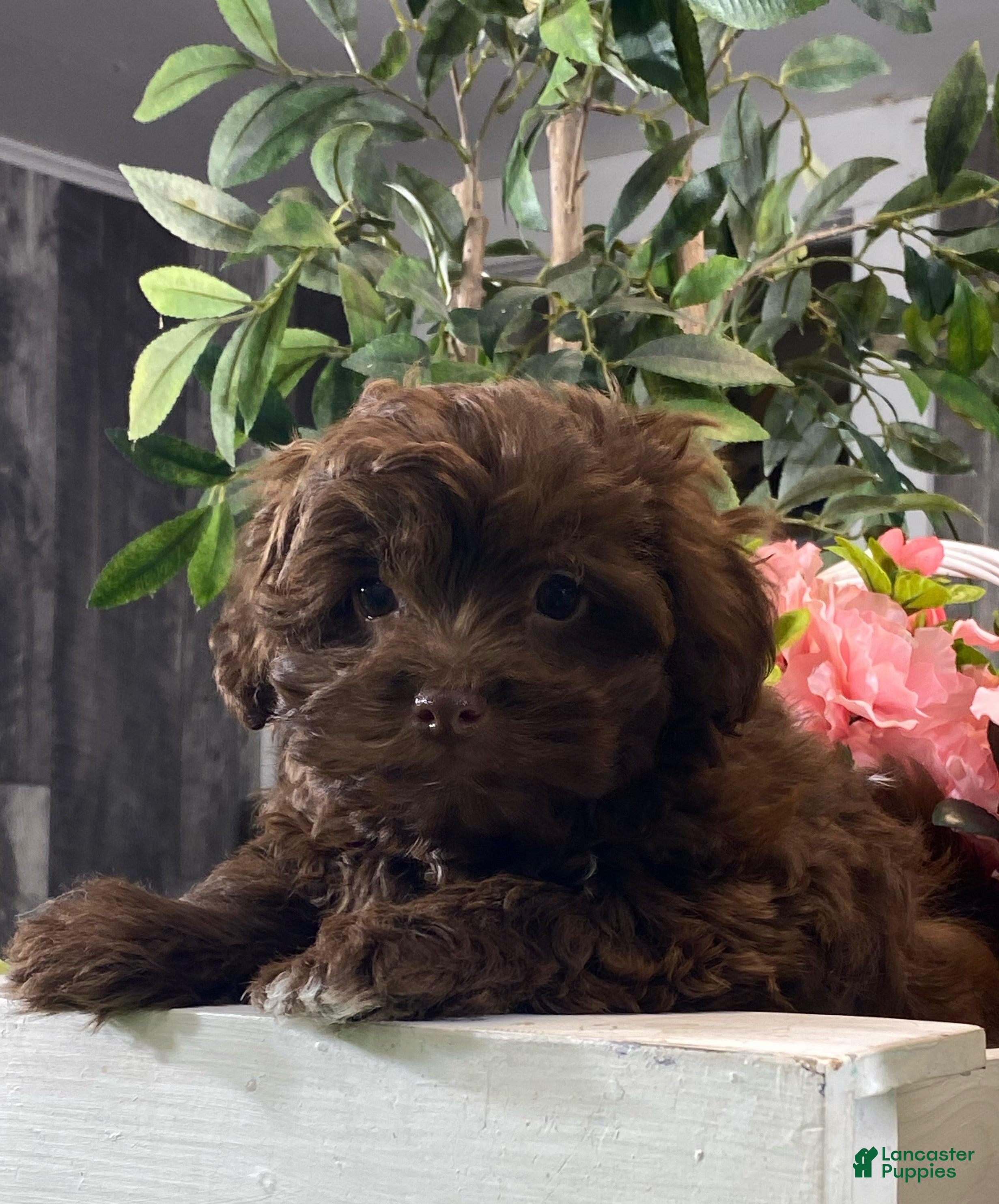 Havanese dogs Harriet - Ad 5