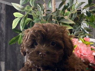 Havanese dogs Harriet - Ad 5