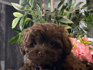 Havanese dogs Harriet - Ad 15